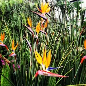 Meet your Posher, Lindsay